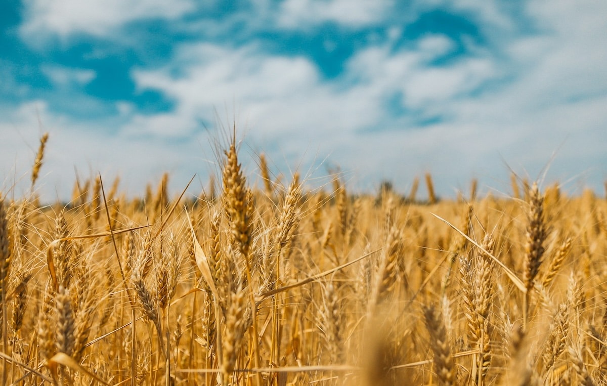 La France exclue du marché algérien du blé