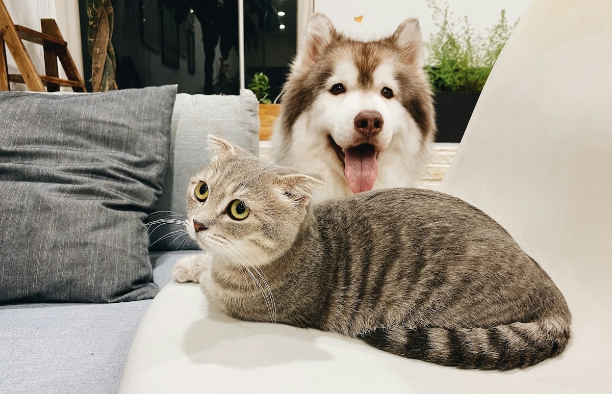 Assurance santé animale : la France à la traîne malgré un marché en plein boom