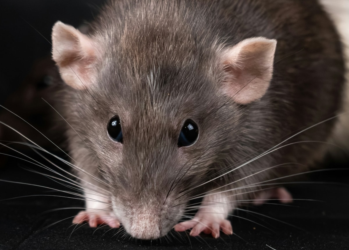 Rats dans les villes : révélations sur une invasion incontrôlable