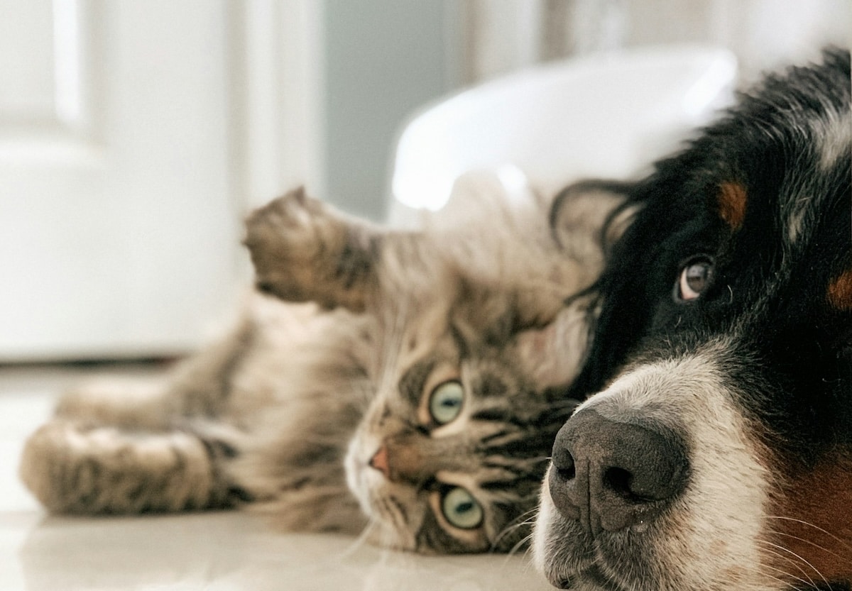 Les drôles de comptes de la Fondation 30 Millions d’amis