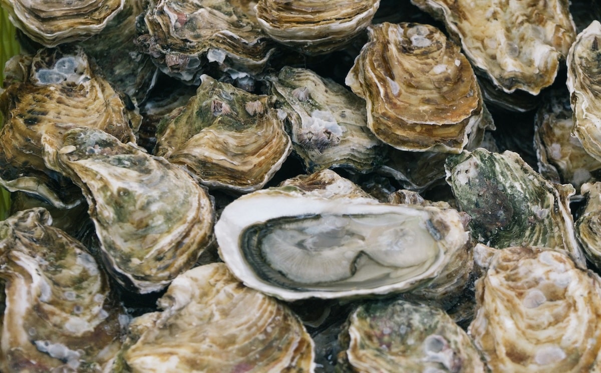 L’huître méditerranéenne défie le réchauffement climatique
