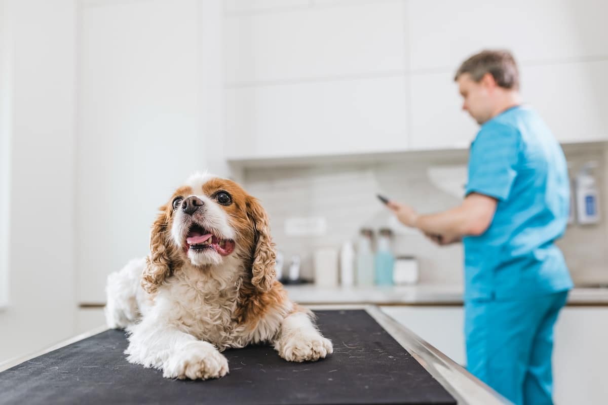 Combien gagne un vétérinaire ?