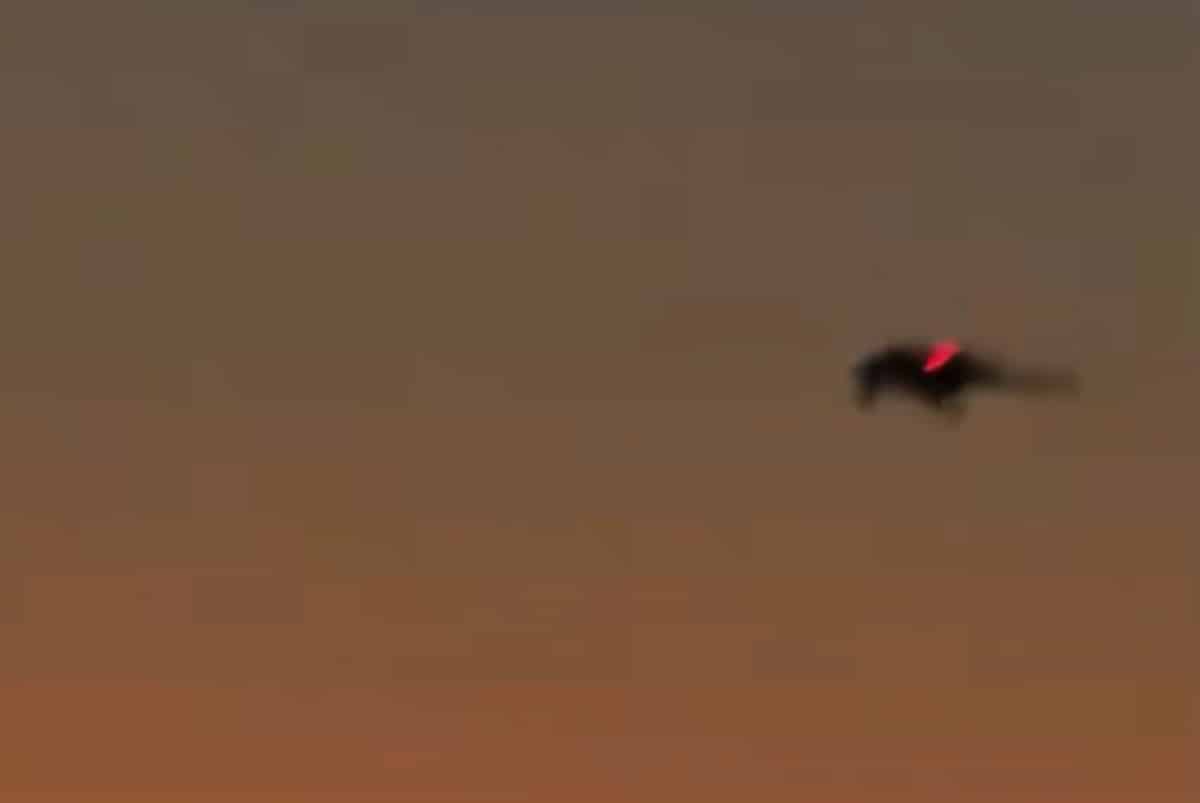 Le drone secret RQ-170 aperçu lors de l&rsquo;attaque américaine au Venezuela